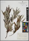 Foto von Salix atrocinerea Brot. x Salix viminalis L.